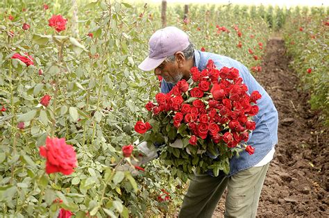 Plantación De Rosas: Técnica Y Periodo.